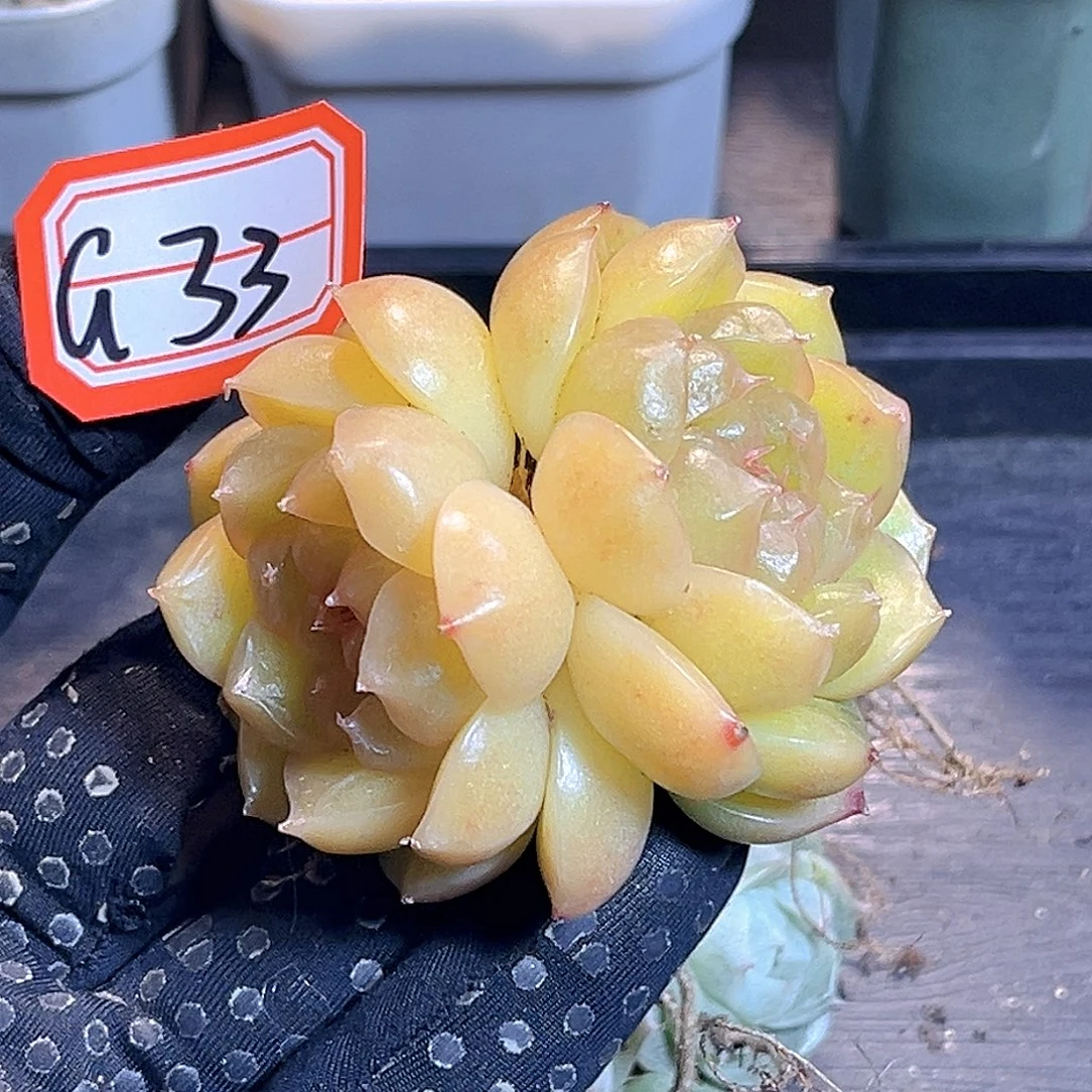 G33 一物一拍 珍妮孤品