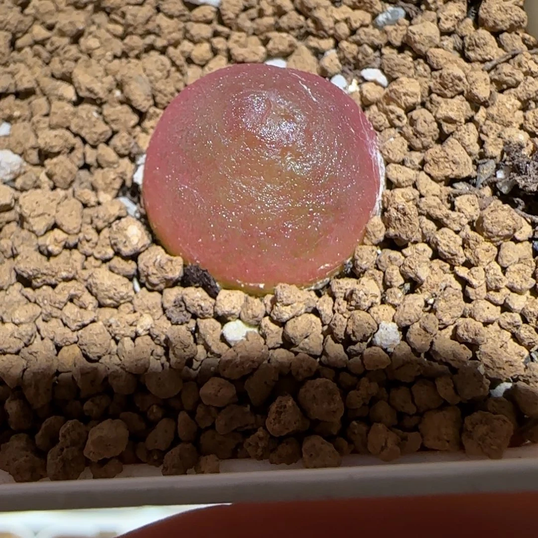 肉锥多肉植物百科-灯泡159