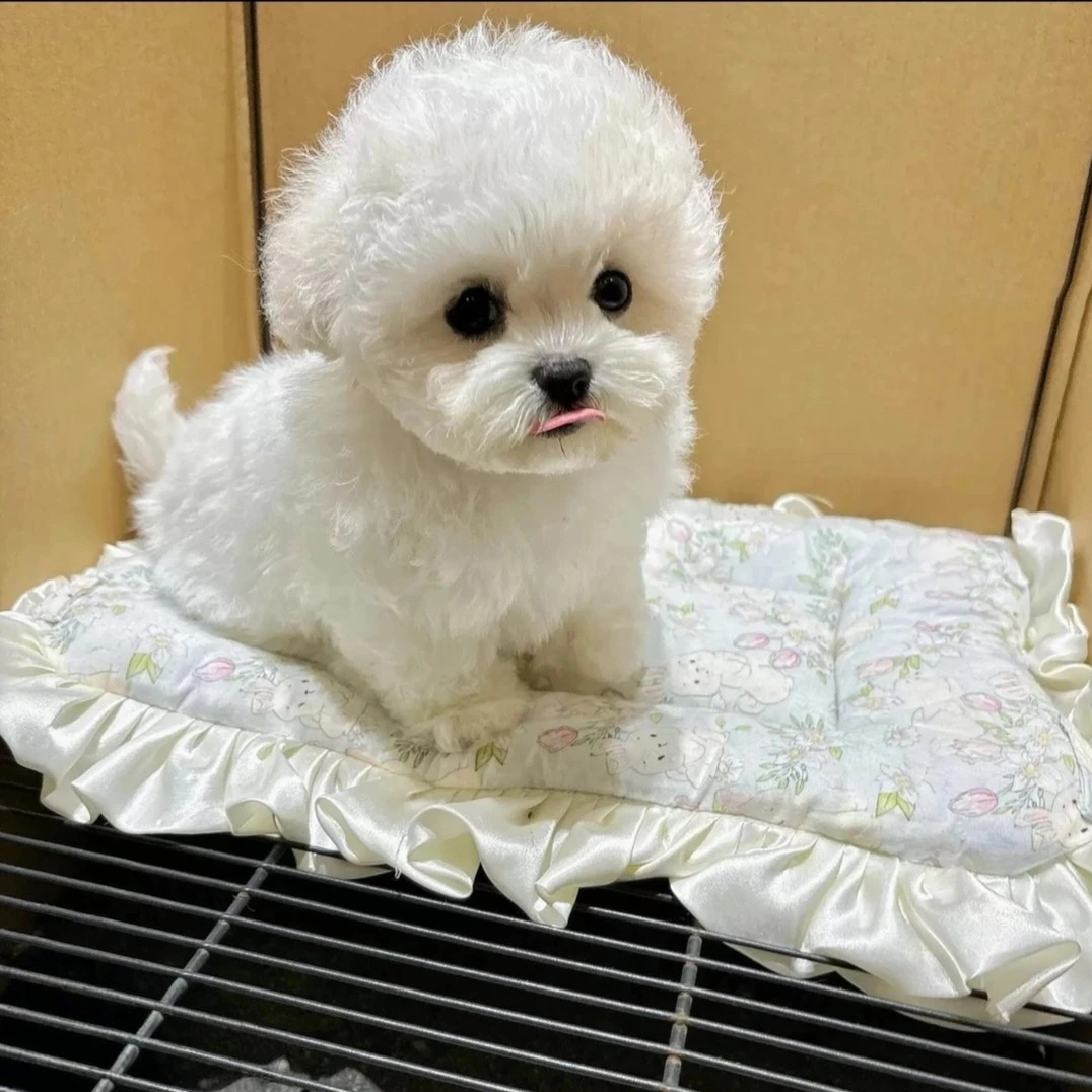 大体比熊链接专用