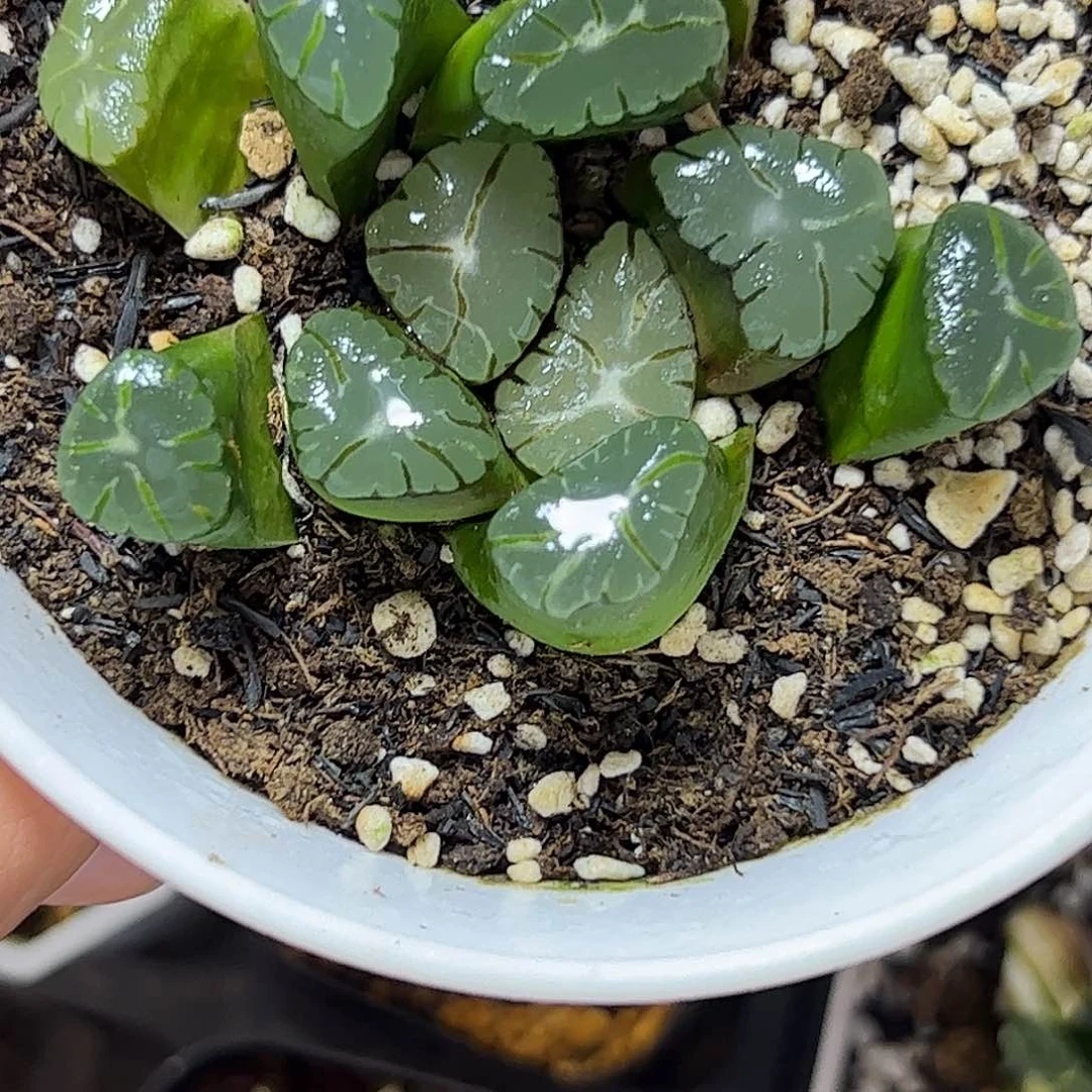 大紫母本十二卷多肉植物