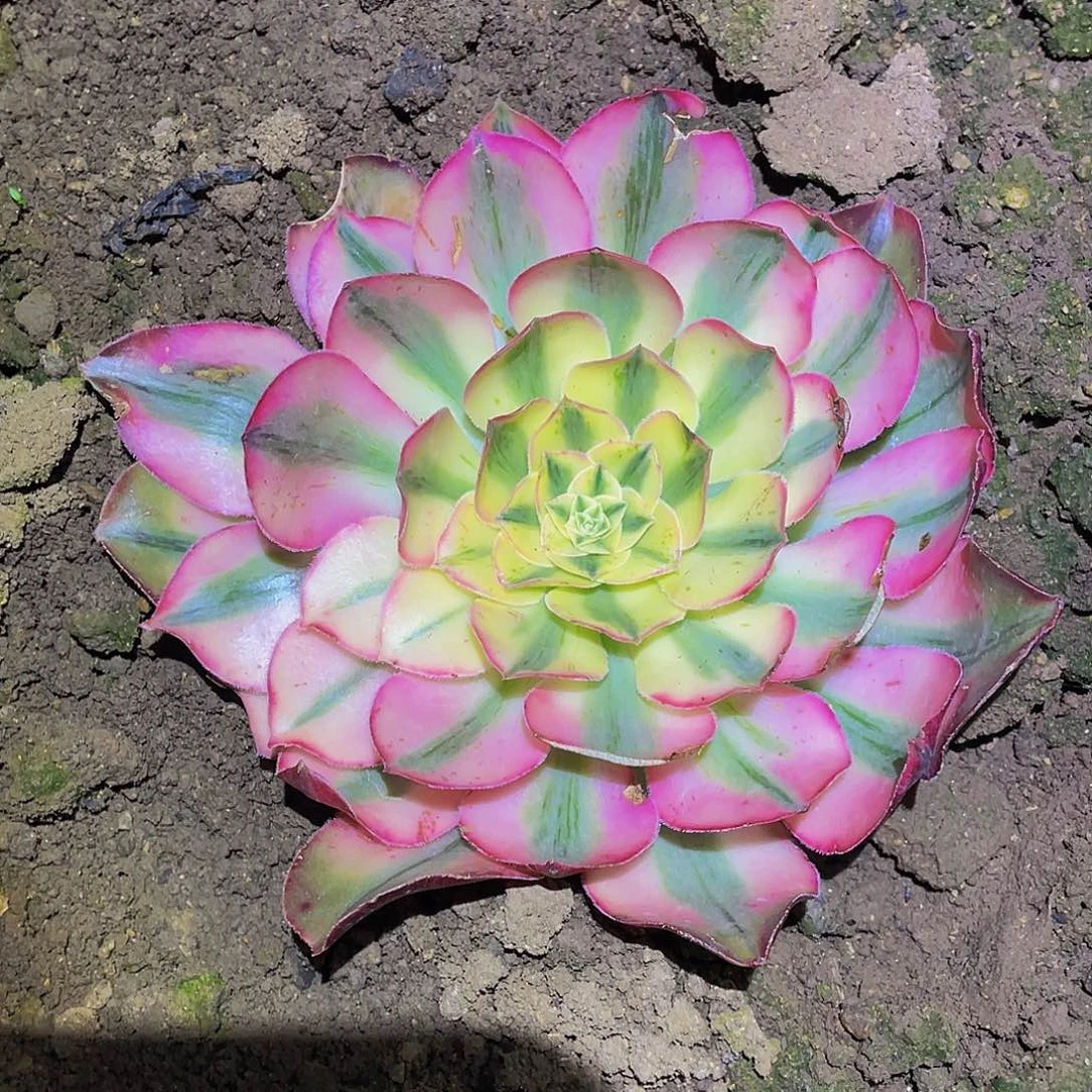 3783爱丽丝多肉植物