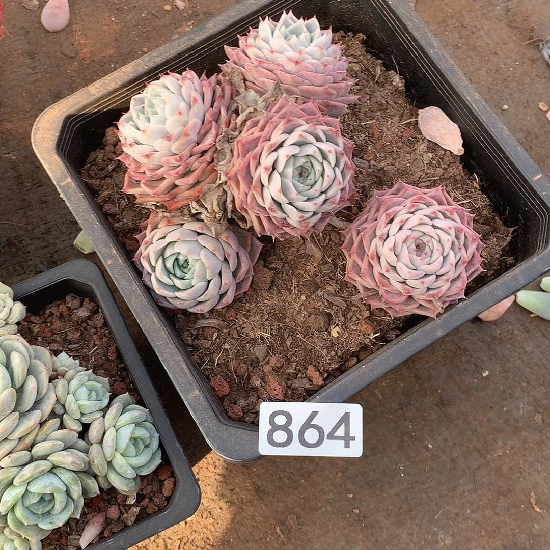 864 一物一拍多肉