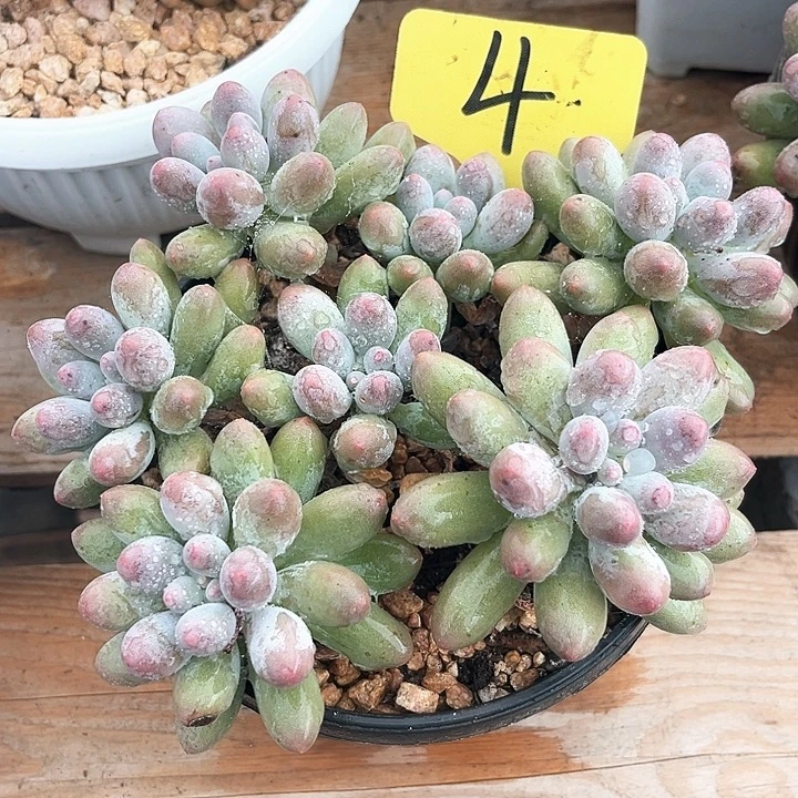 汤圆4号码牌子的话题