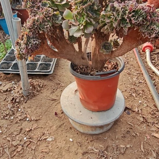 玫瑰缀加急法师10