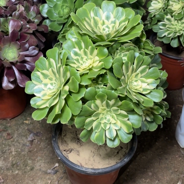 多肉植物法师辛尼亚9