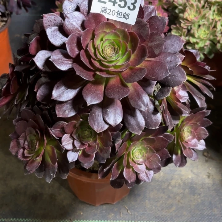 瑞妈一物一拍453