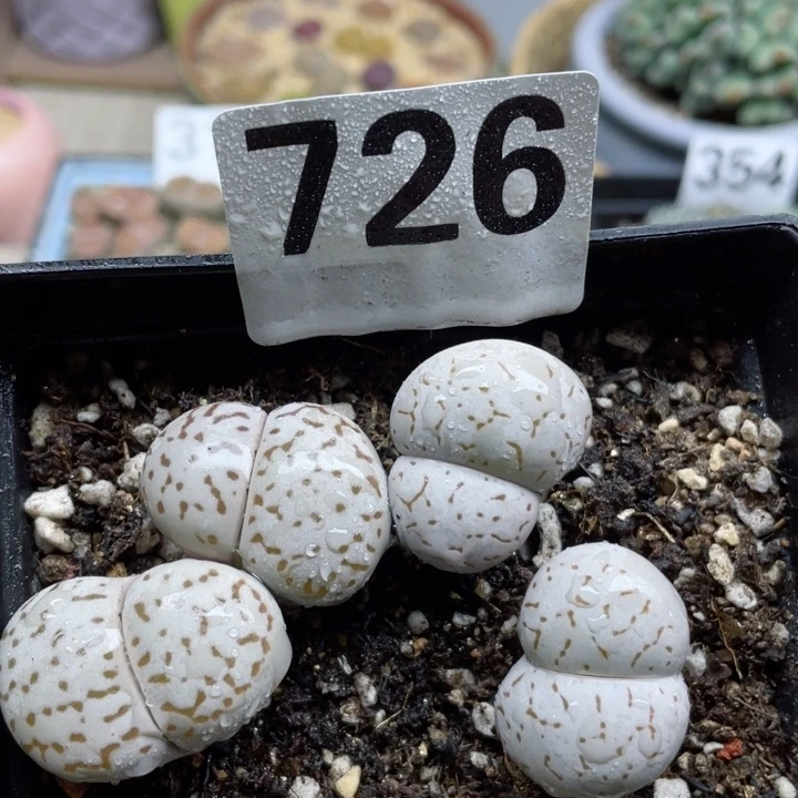726灵耀玉大白带盆