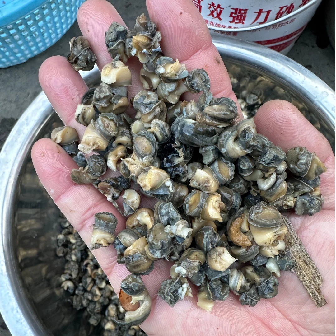 小范爱乡村 订制 农村特产 水产田螺肉 螺蛳肉 新鲜