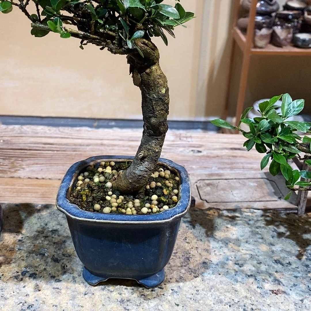 无花朵久****筛栀子花