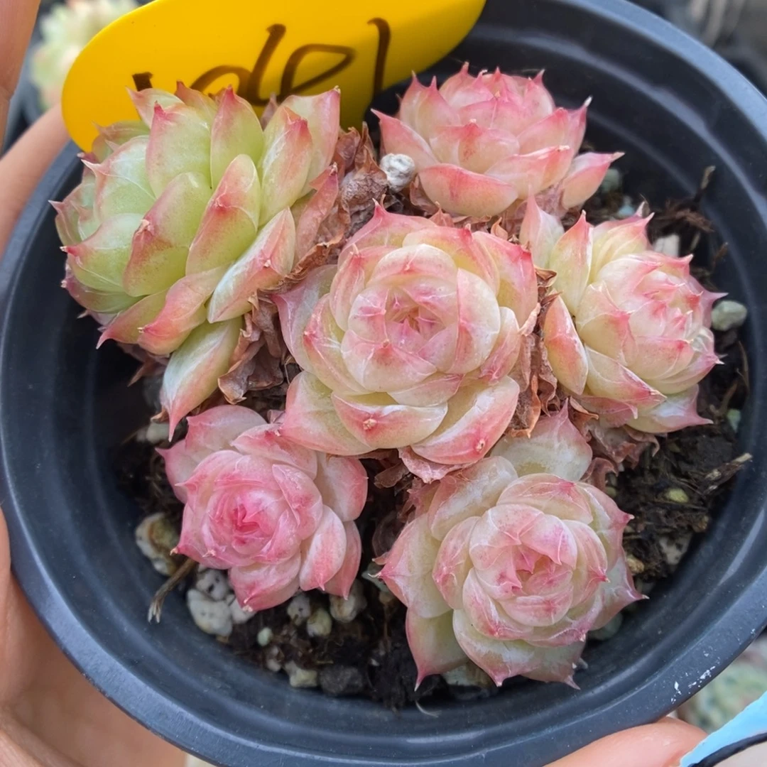 蔷薇珍妮捧花1041号