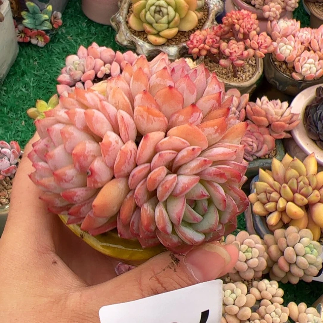 ?***琦795 多肉植物组合盆栽