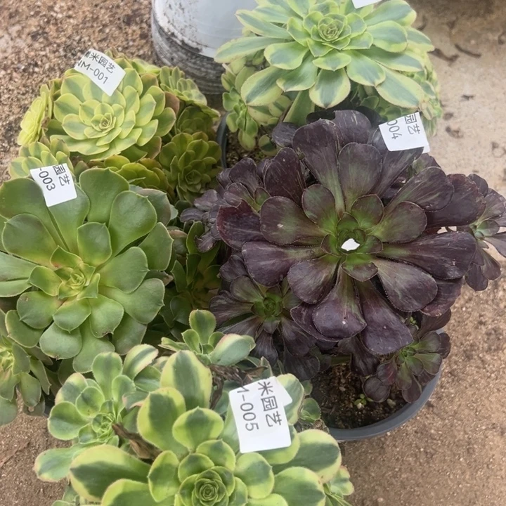 陈***朵五颗组多肉植物001-05