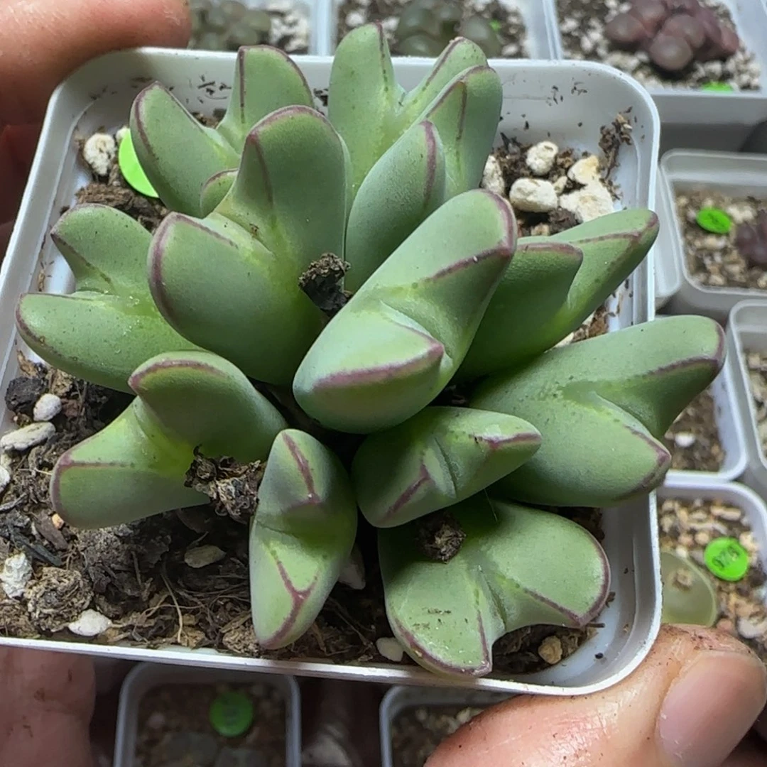 漂漂亮亮多肉植物102