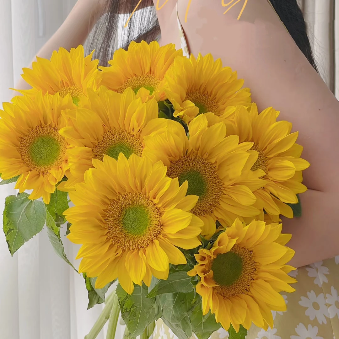 【向日葵】（任意两单包邮）云南昆明基地直发 花期长太阳花水养插花