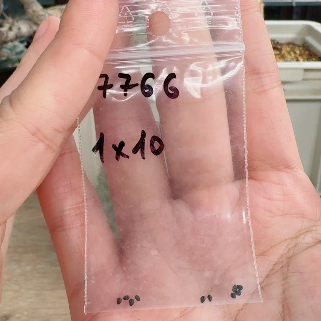 【闪购商品】7766黑王种子jn2490