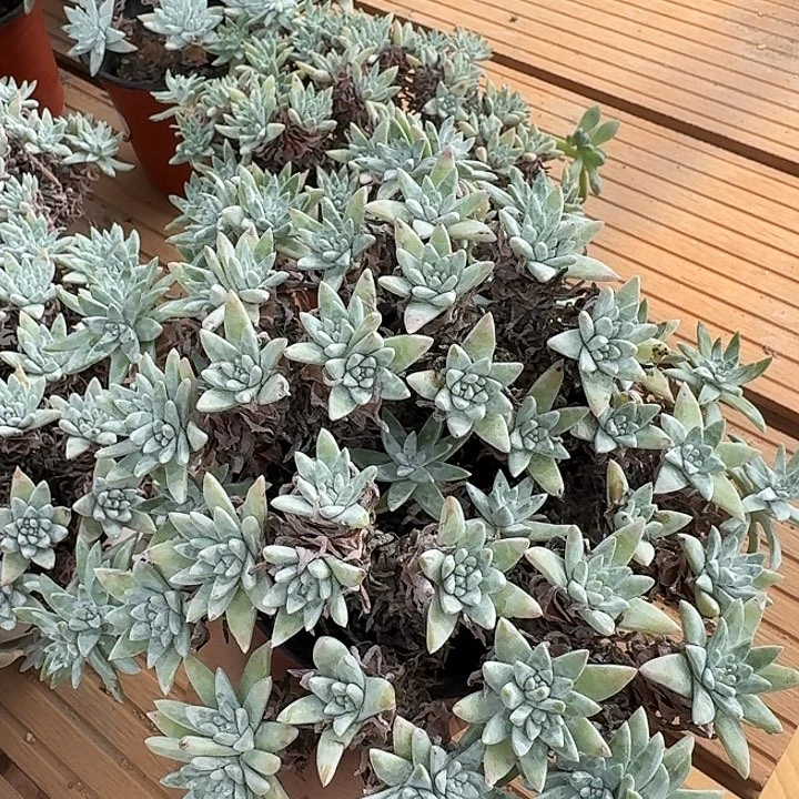 50头白菊一物一拍156