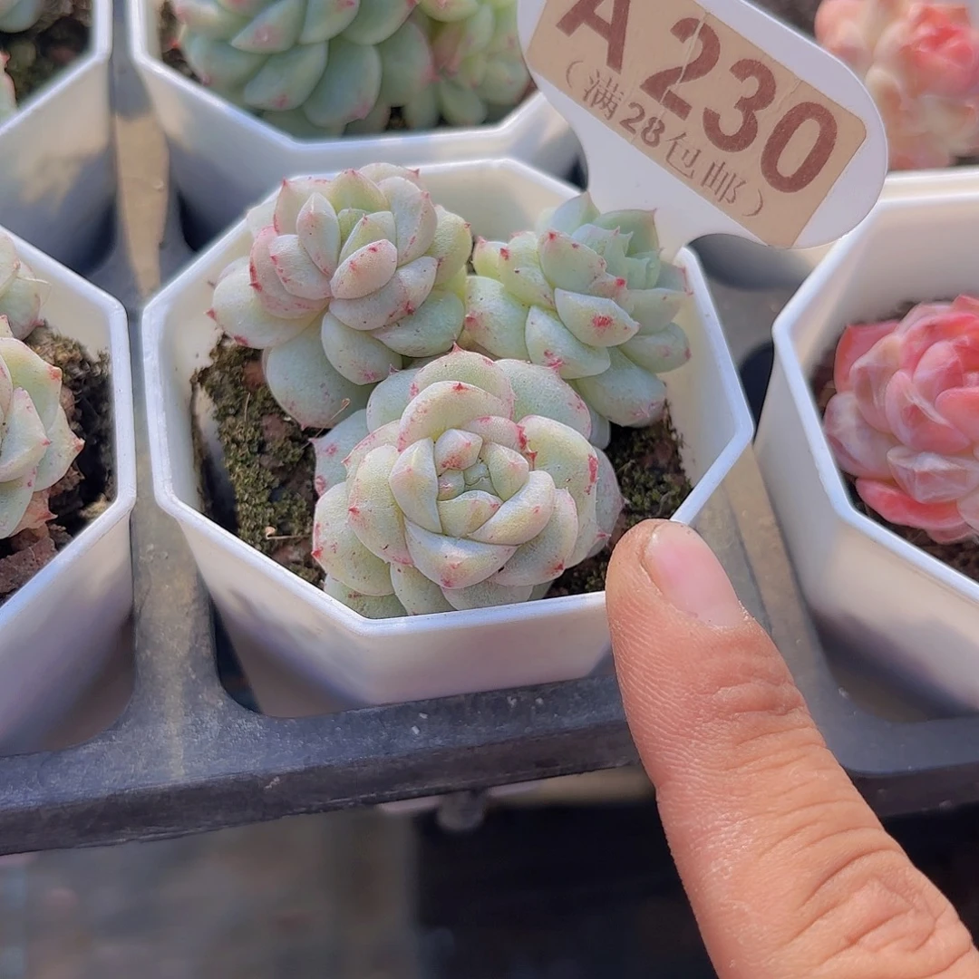 A230贝母珍妮石化一物一拍