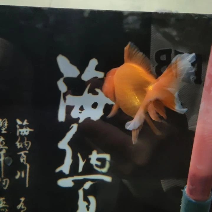 海水鱼泰狮10一12公分限1单