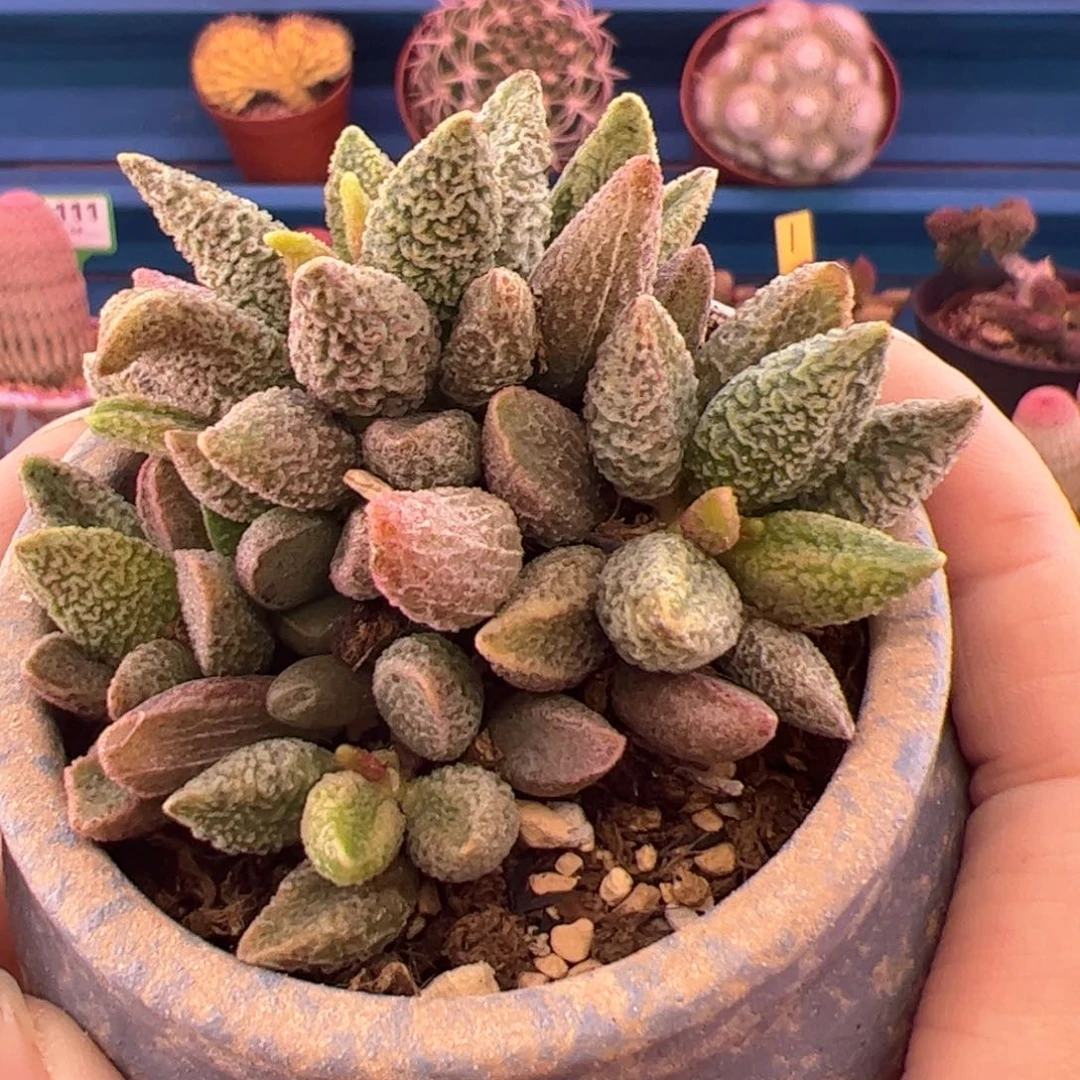 最**国七彩仙女。