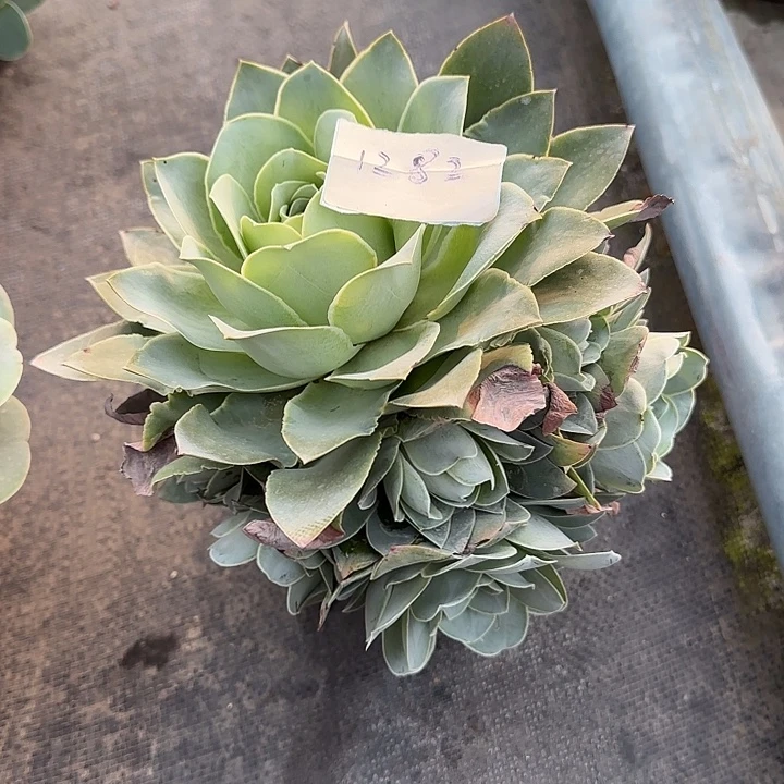 山地玫瑰一物一拍，脱土发，1282号，不包断侧芽