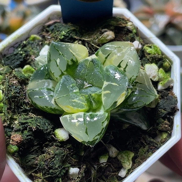 552莫迪卡锦特选福利