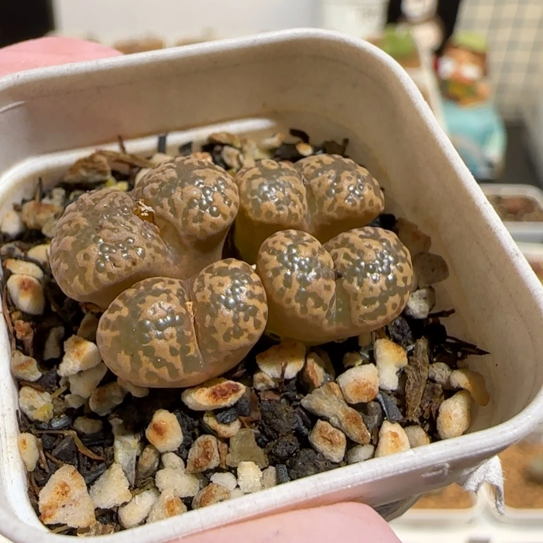 肉锥多肉植物组合-泡泡勋1097