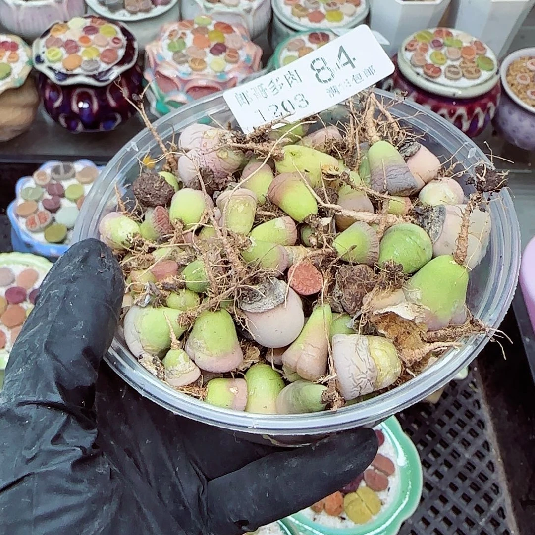 生石花满18包邮1203-84