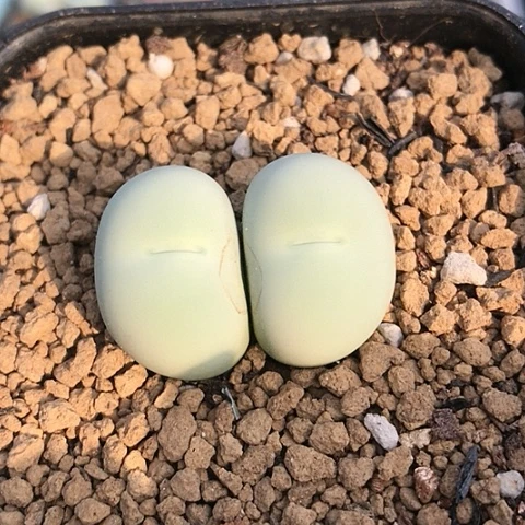 多肉肉锥 双头鸽子蛋