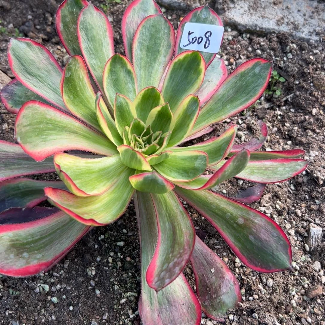 苹**艺5008红魔女多肉多肉徐州