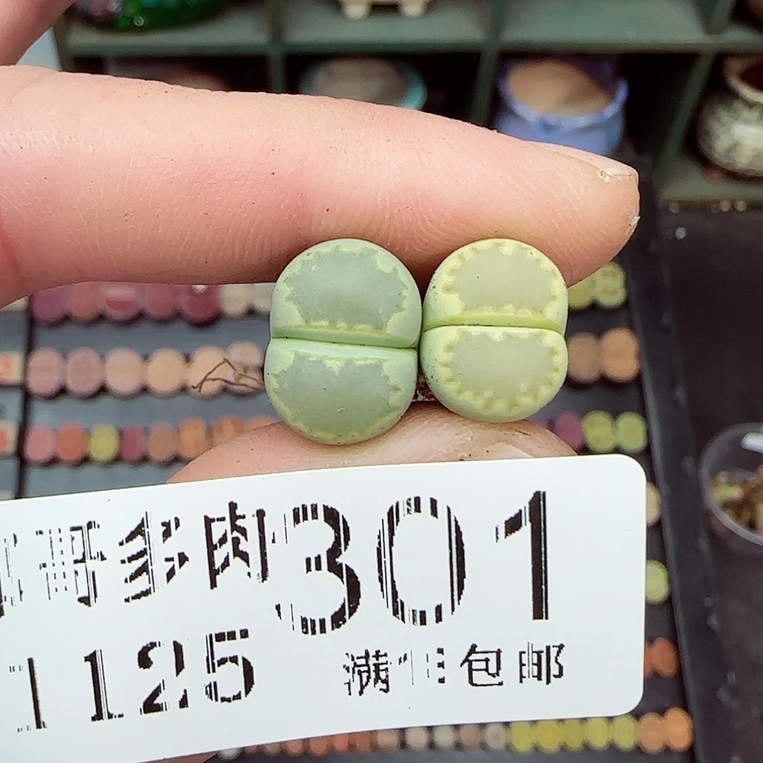 满满18包邮1125-301