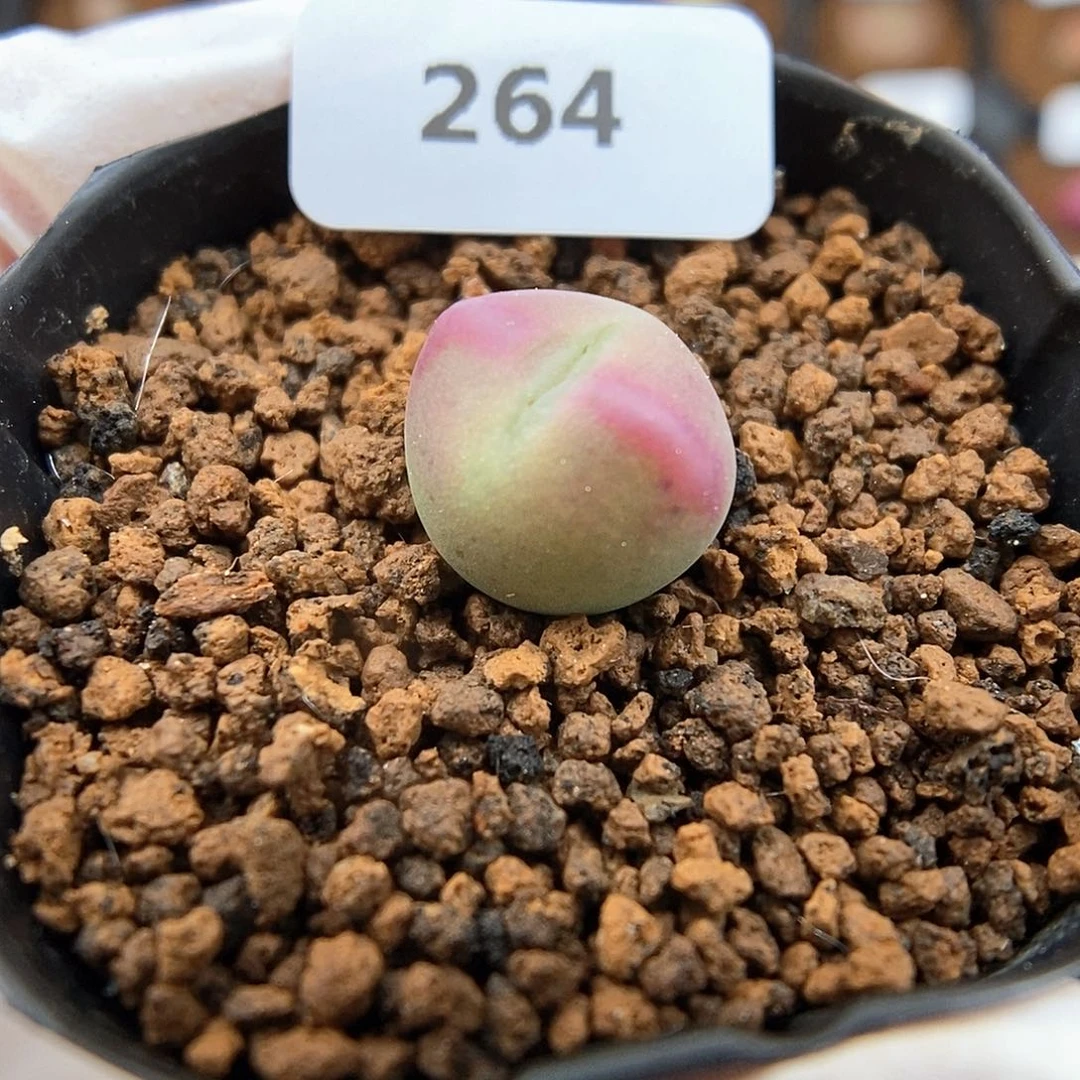 多肉植物A-264(1.1)少将杂