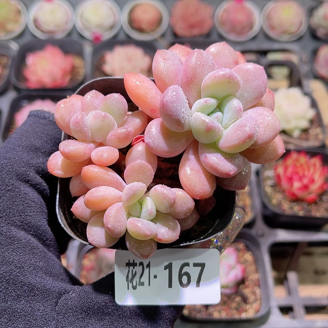 花利美21-167白鹭群