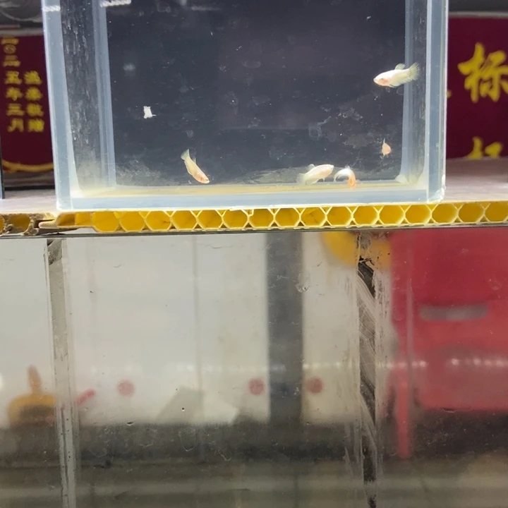 斗鱼包活不包损所见即所得033