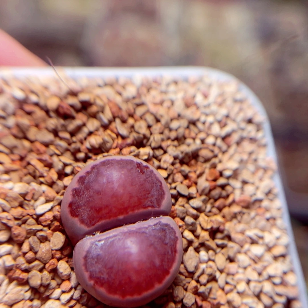 212号带盆盆人包邮发货