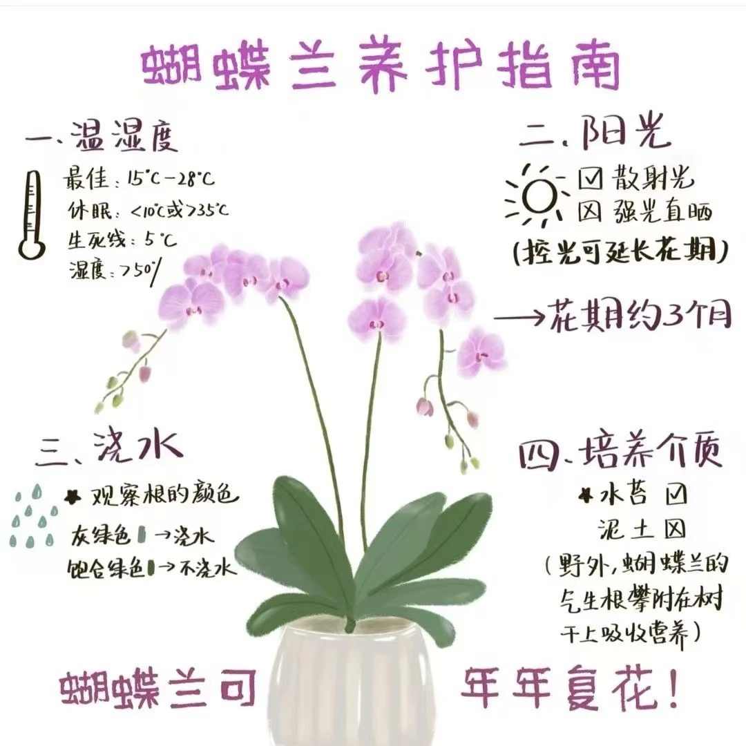 白天鹅  多花苞蝴蝶兰基地直发