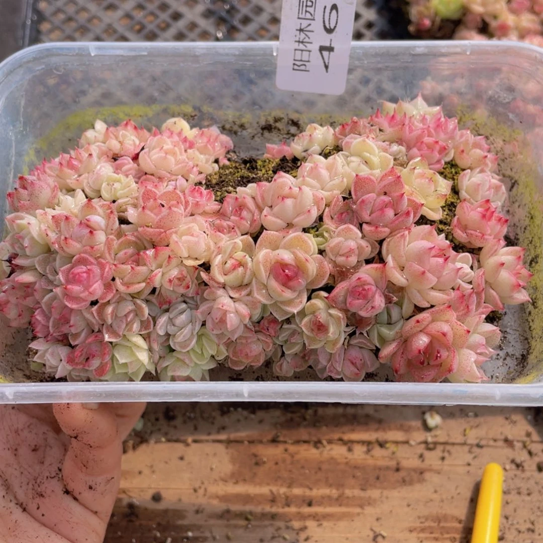 多肉植物多肉植物463