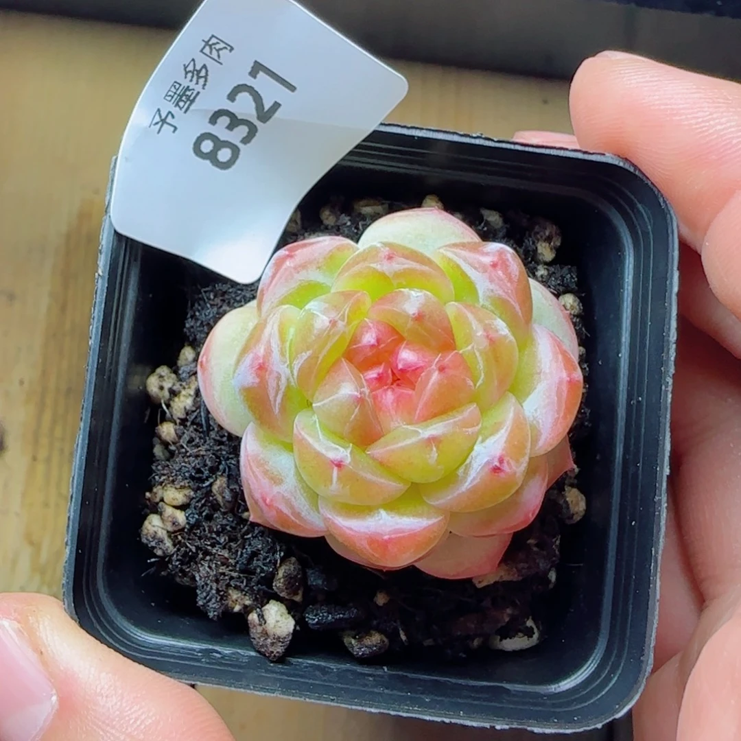 拿铁奶沫，8321多肉植物