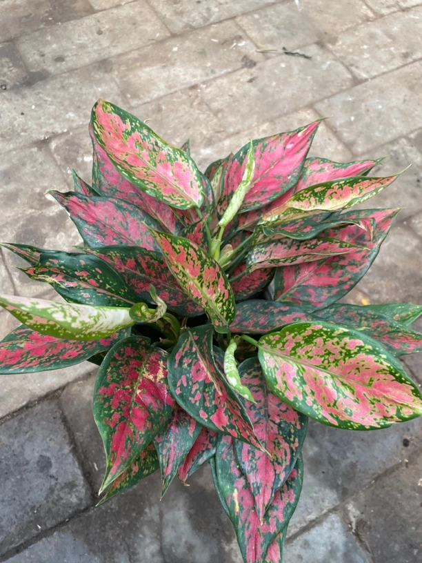 天使如意盆栽绿植