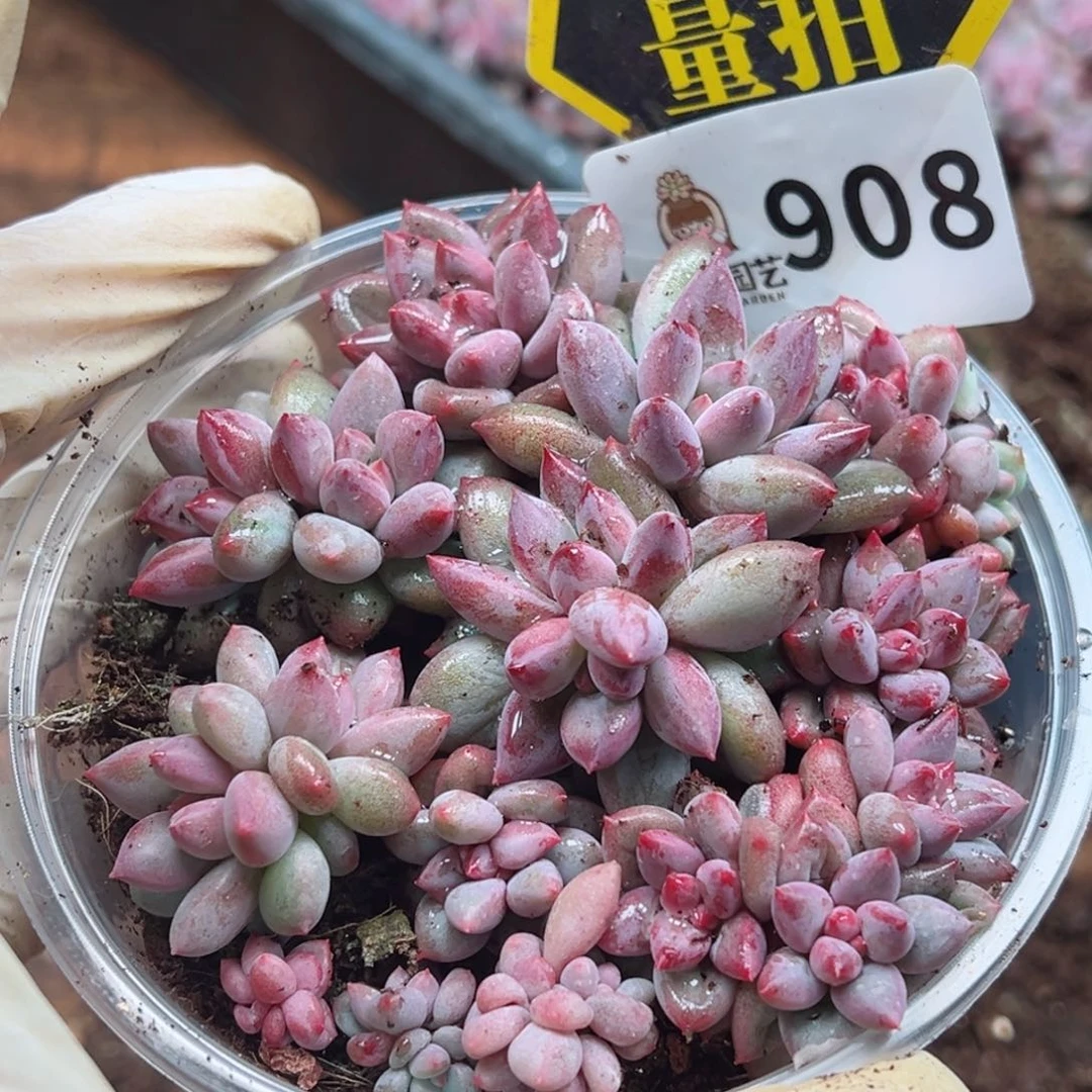 多肉植物多肉植物