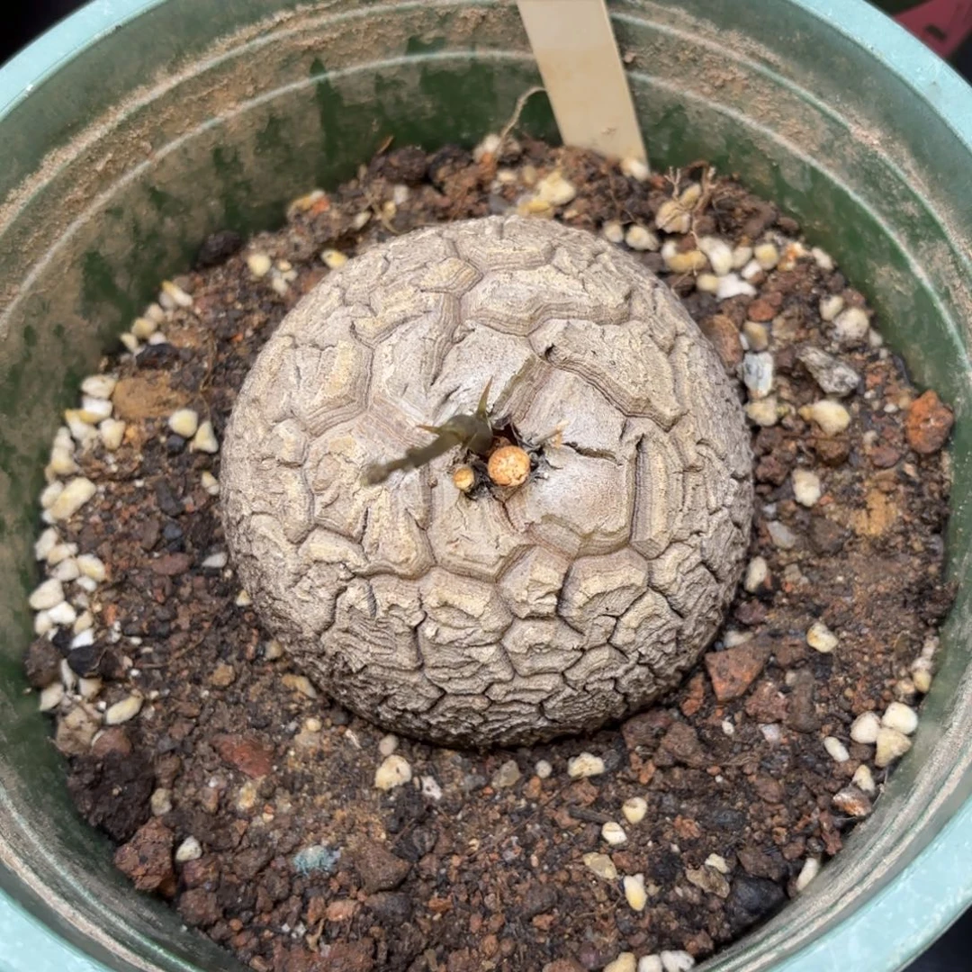 龟甲龙一口价不退不换10