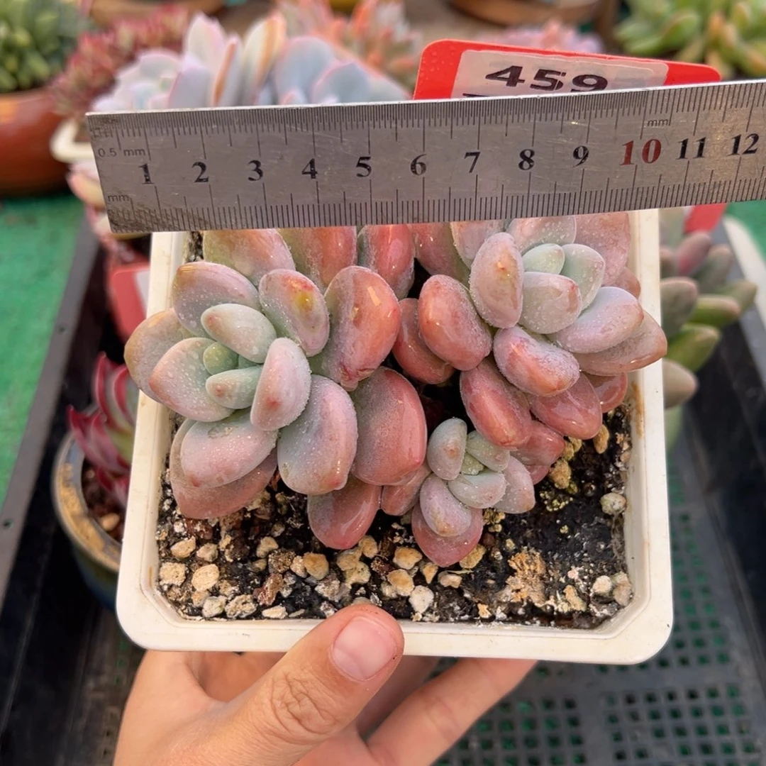 表妹精品多肉植物459.