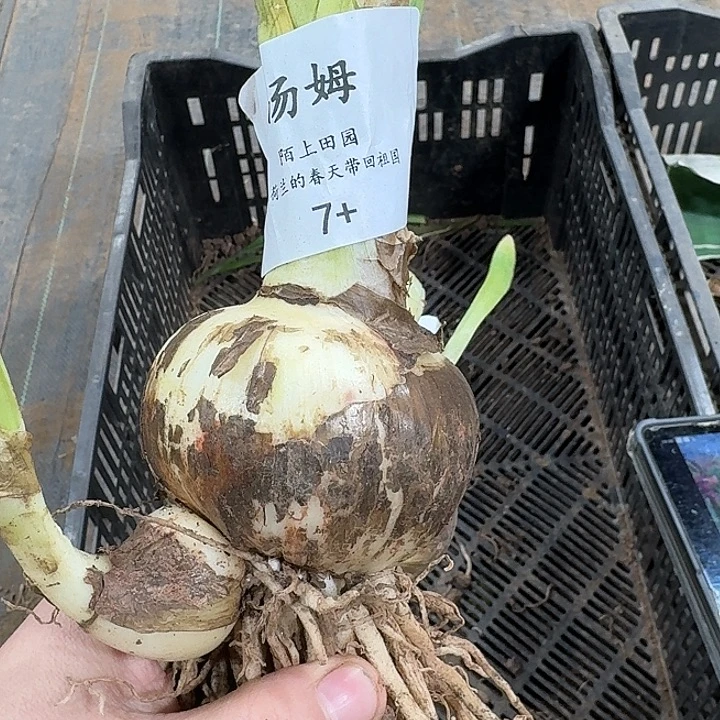 朱顶红汤姆7厘米开花球