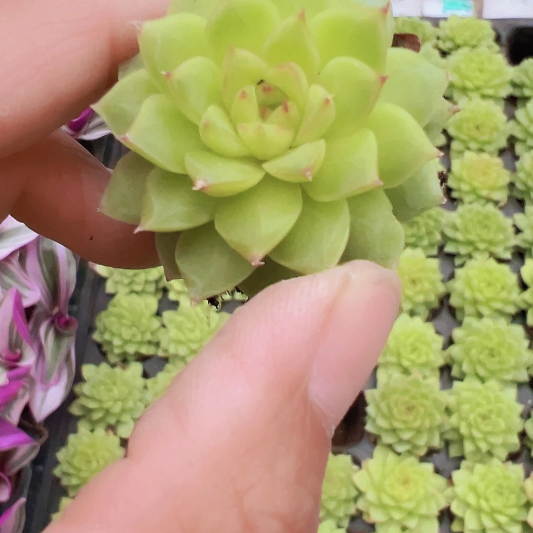 穴盘黄麦杆4颗19包邮