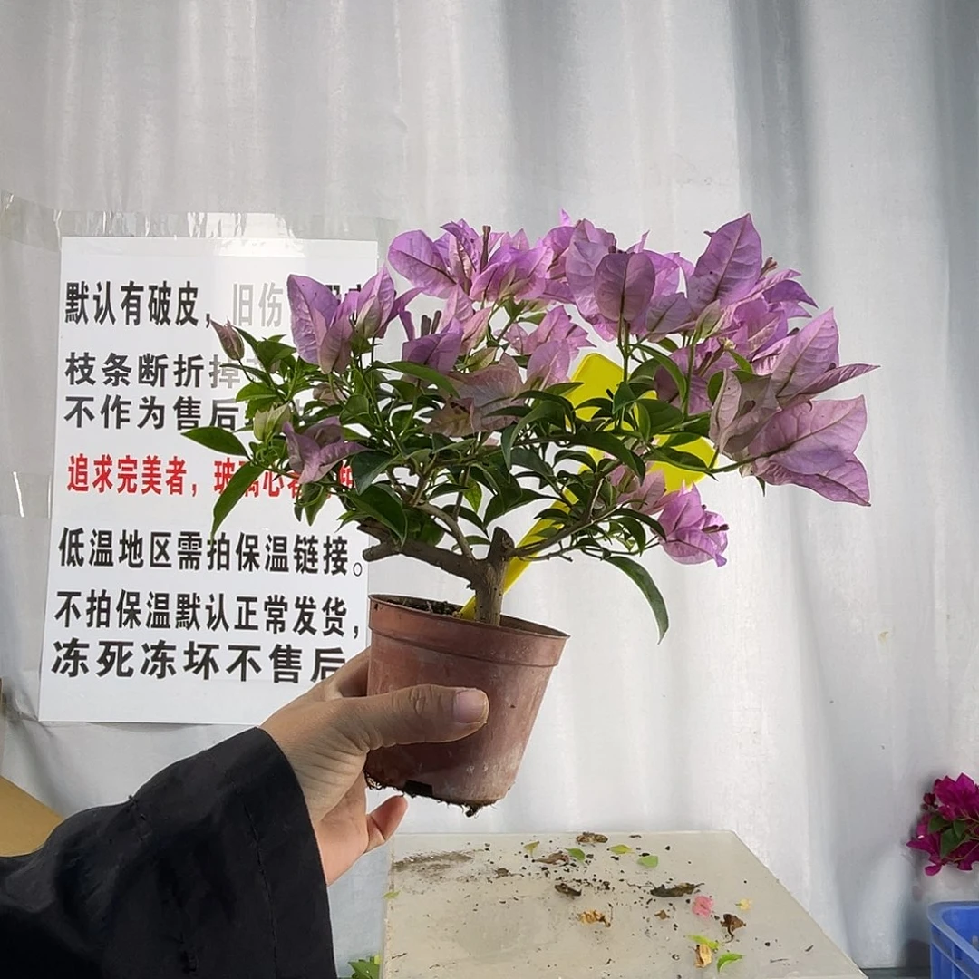 全部花苞71巴西紫掌中宝