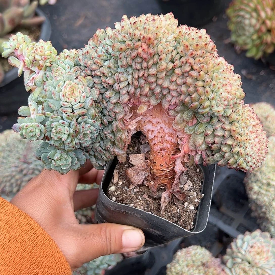 白胖子缀化，一物一拍