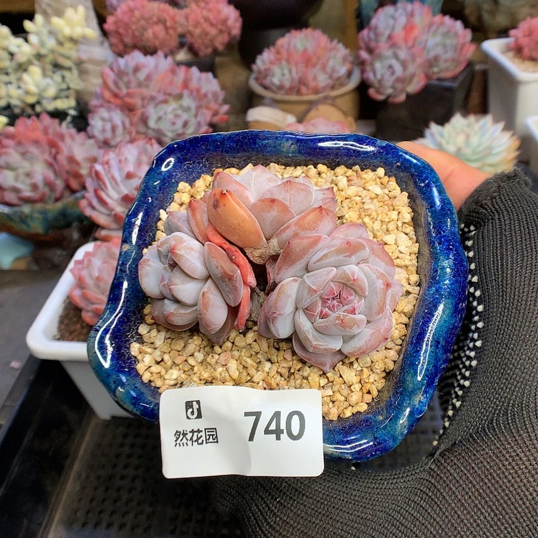 740星影多肉植物6666