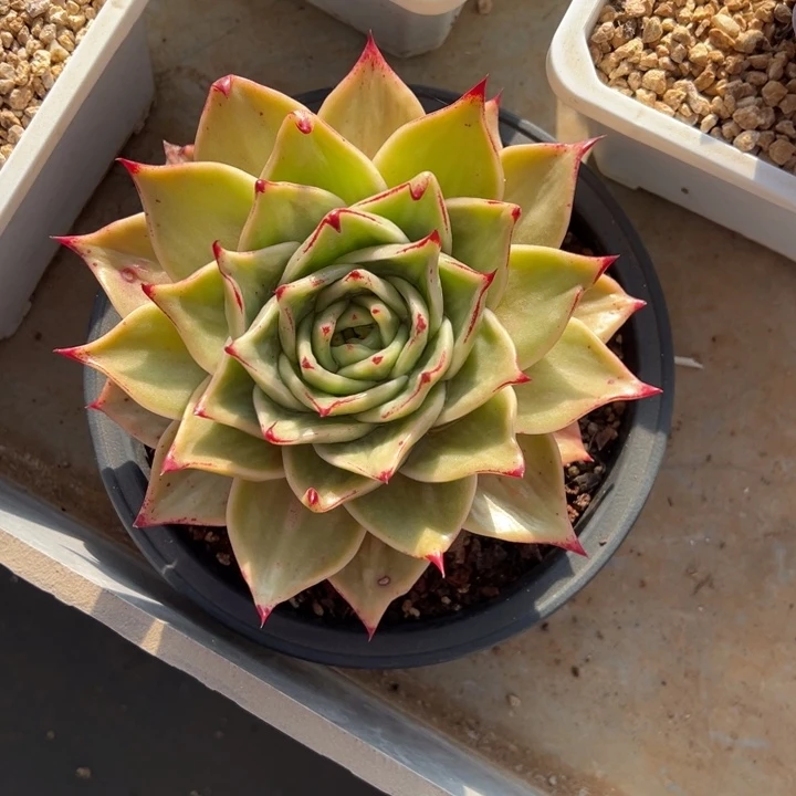 星星 拉丝锦 阿松多肉