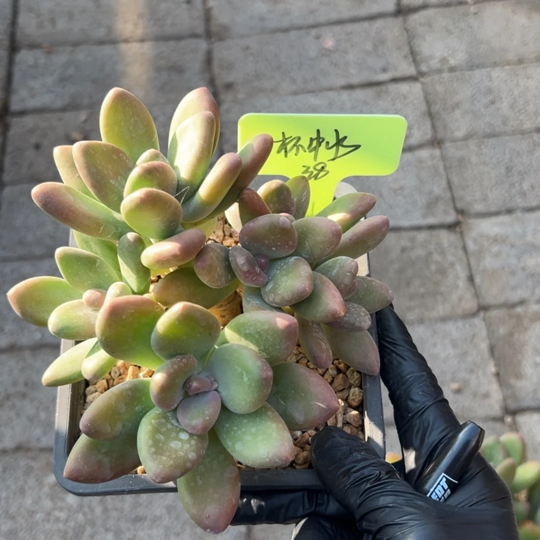 杯****芒果奶1111111111111