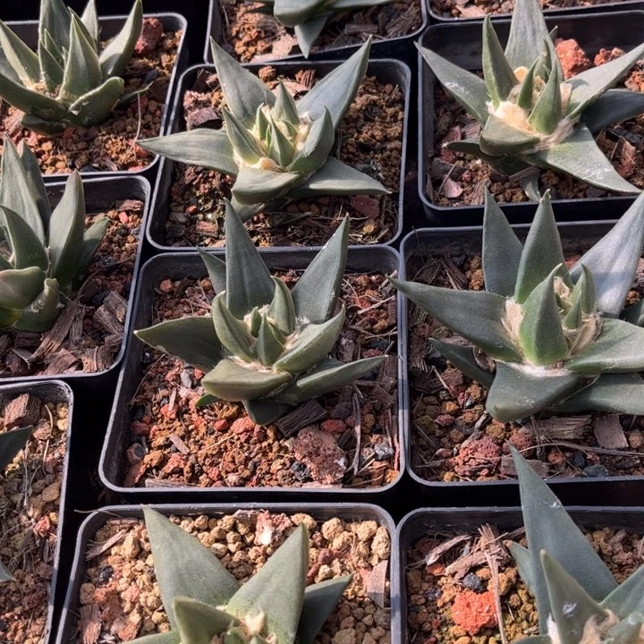 无花朵实生大龙牙好养