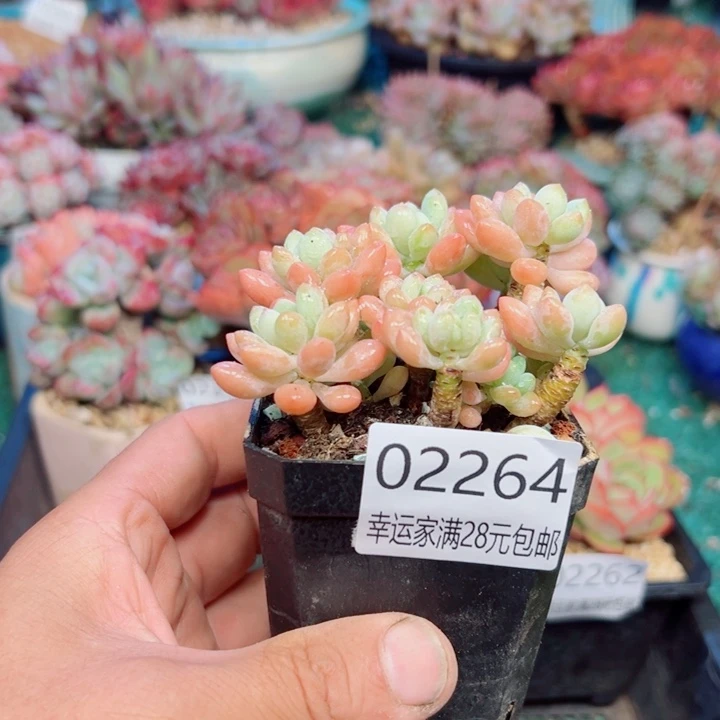 幸运的是我还没遇到你的